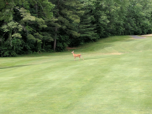Golf Course «Veterans Memorial Golf Course», reviews and photos, 1059 S Branch Pkwy, Springfield, MA 01118, USA