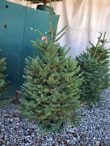 Northwest Christmas Tree