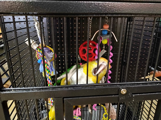 Pet Store «Petland», reviews and photos, 1514 Stonecreek Dr, Pickerington, OH 43147, USA