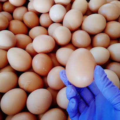 好時蛋 雞蛋批發 蛋品批發 青蛋 紅蛋