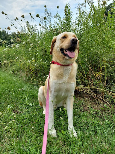 Subaru Dealer «Brilliance Subaru», reviews and photos, 1500 N Randall Rd, Elgin, IL 60123, USA