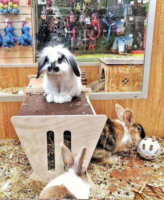 Pets at Home Bromsgrove