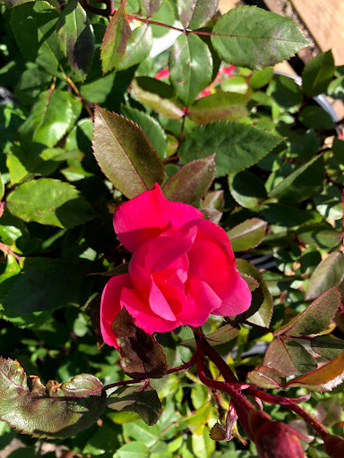 Home Improvement Store «Menards», reviews and photos, 200 Menard Ln, Marion, IA 52302, USA