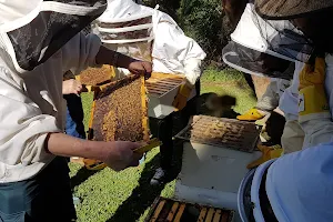 Illawarra Beekeepers Association Inc. image