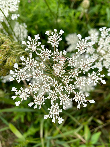 State Park «James Pate Philip State Park», reviews and photos, 2050 W Stearns Rd, Bartlett, IL 60103, USA