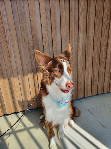 Alameda Vet Clínica Veterinária em Sumaré - SP