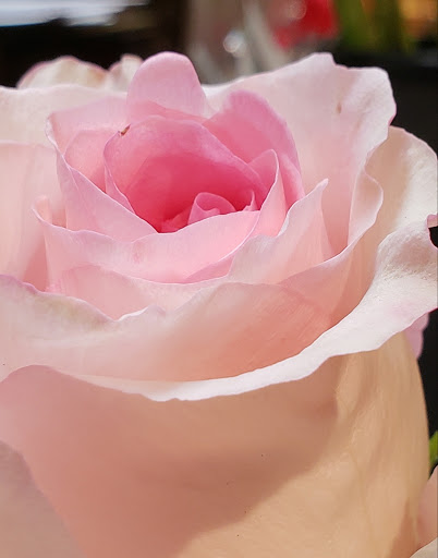 Florist «Fairview Park Florist», reviews and photos, 3141 Fairview Park Dr, Falls Church, VA 22042, USA