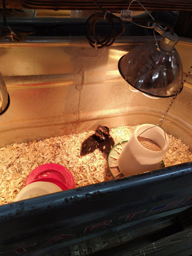 Department Store «Rural King», reviews and photos, 3201 IN-45, Bloomington, IN 47403, USA