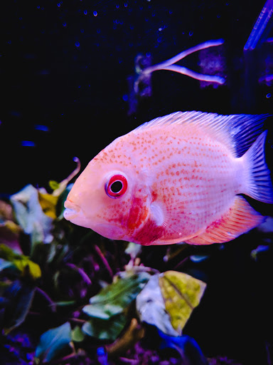 Tropical Fish Store «Old Town Aquarium», reviews and photos, 1538 N Wells St, Chicago, IL 60610, USA