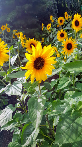 Florist «Bayport Flower Houses, Inc.», reviews and photos, 940 Montauk Hwy, Bayport, NY 11705, USA