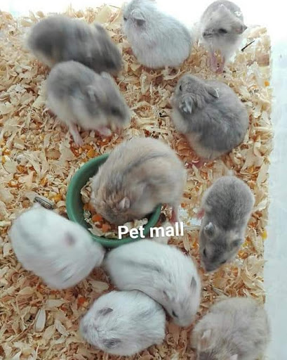 Pet Mall Ladkrabang