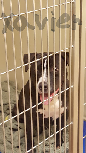 Pet Supply Store «PetSmart», reviews and photos, 1945 Pavilion Way, Lexington, KY 40509, USA