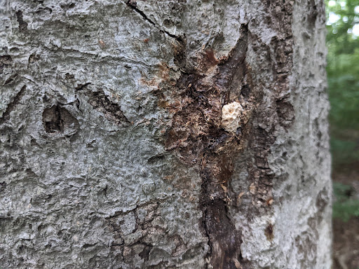 Park «Blacklick Woods Metro Park», reviews and photos, 6975 East Livingston Avenue, Reynoldsburg, OH 43068, USA