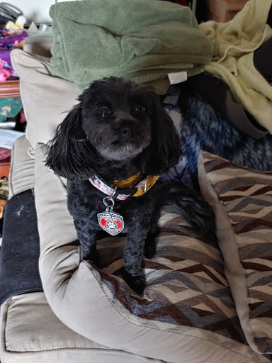 Pet Groomer «Weymouth Dog Shop», reviews and photos, 1192 Washington St, East Weymouth, MA 02189, USA