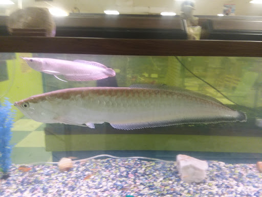 Pet Store «Fish & Pets Ranch», reviews and photos, 10100 Kleckley Dr, Houston, TX 77075, USA