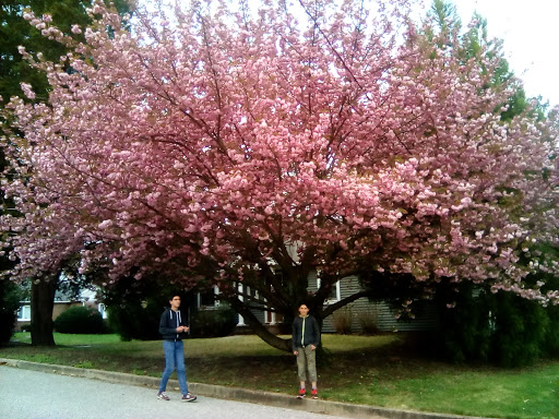 Stadium «Navy-Marine Corps Memorial Stadium», reviews and photos, 550 Taylor Ave, Annapolis, MD 21401, USA