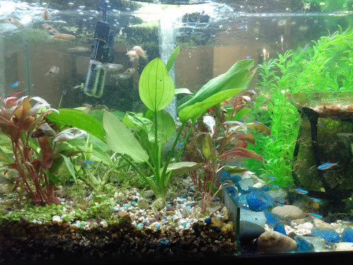 Pet Supply Store «Global Aquatics & Pet Supplies», reviews and photos, 1420 S Carlos Ave, Ontario, CA 91761, USA