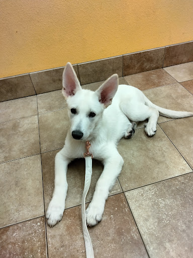 Pet Supply Store «PetSmart», reviews and photos, 1733 S Stapley Dr, Mesa, AZ 85204, USA