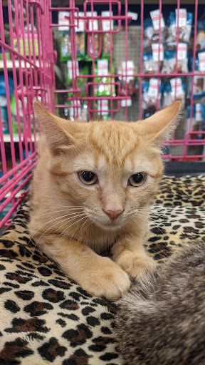Pet Supply Store «PetSmart», reviews and photos, 901 US-1, North Brunswick Township, NJ 08902, USA