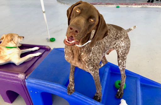 Wags & Wiggles image