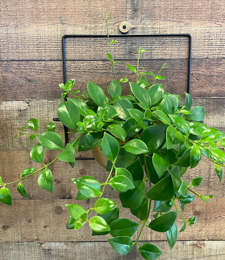 Florist «E & E Flowers & Decors», reviews and photos, 1090 Amboy Ave, Edison, NJ 08837, USA