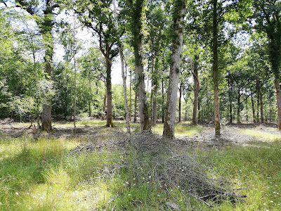 Forêt Domaniale de Châtrices à Châtrices