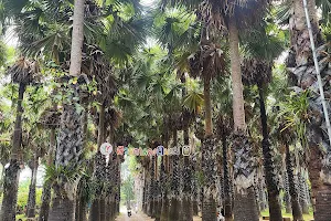 Uncle Tanom Palm orchard image