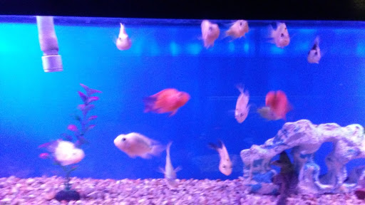 Aquarium «Crystal Reef Aquariums», reviews and photos, 311 Pass Rd, Gulfport, MS 39507, USA