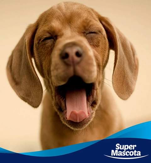 Paseando tu mascota.com