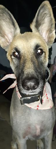 Pet Supply Store «PetSmart», reviews and photos, 3132 Vestal Pkwy E, Vestal, NY 13850, USA