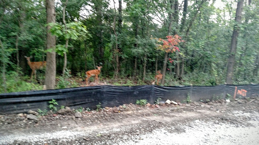 Nature Preserve «Forest Glen Woods», reviews and photos, 5420 N Forest Glen Ave, Chicago, IL 60630, USA