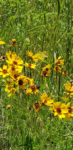 Park «Northwest Community Park», reviews and photos, 8575 Blue Mound Rd, Fort Worth, TX 76137, USA