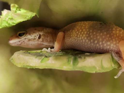 Pet Supply Store «Petco Animal Supplies», reviews and photos, 4755 U.S. 9, Howell, NJ 07731, USA