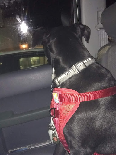 Pet Supply Store «Pet Supplies Plus», reviews and photos, 2471 E State St, Hermitage, PA 16148, USA