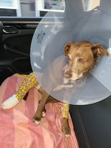 Primary Care Animal Hospital image