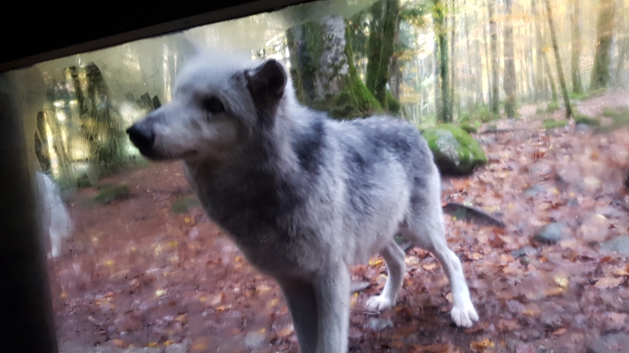 Photo n° 5 de l'avis de Nelly.a fait le 10/12/2019 à 06:52