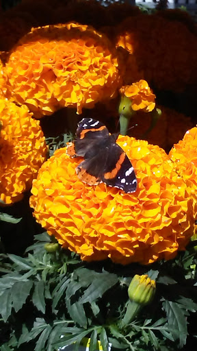 Home Improvement Store «The Home Depot», reviews and photos, 1955 E Pacheco Blvd, Los Banos, CA 93635, USA