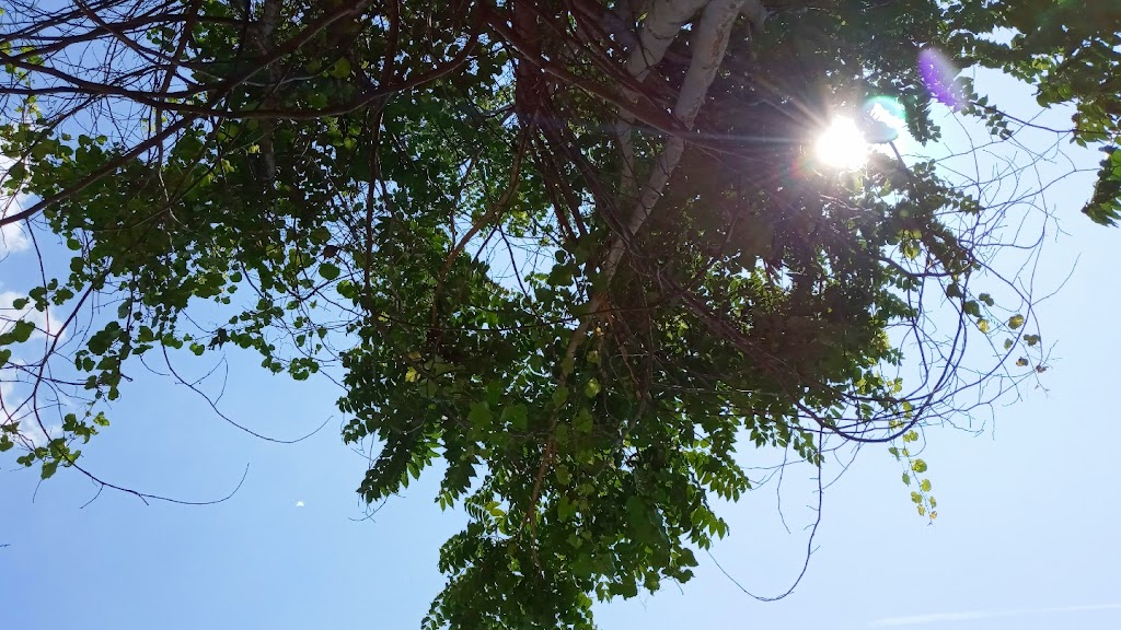 Amani's Hair Gallery 20782