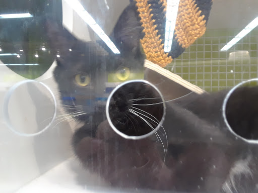 Pet Supply Store «Petco Animal Supplies», reviews and photos, 1320 E Lincoln Way p101, Sparks, NV 89434, USA