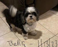 Royalty Pets - Photo 7 - Car repair in Davie, FL, Miami