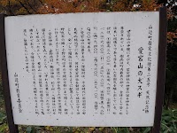 愛宕山の大スギ