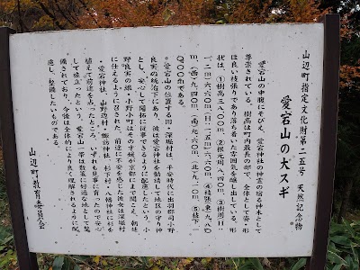 愛宕山の大スギ