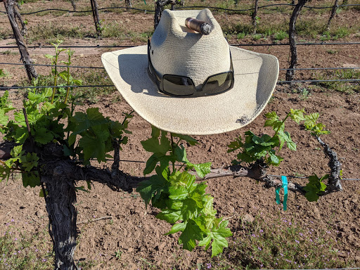 Vineyard «Alcantara Vineyards and Winery», reviews and photos, 3445 South Grapevine Way, Cottonwood, AZ 86326, USA