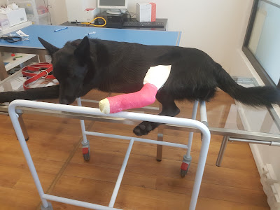 GIORNI Elisabetta - CLINIQUE VETERINAIRE MONTLUCON à Montluçon