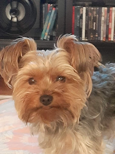 Pet Supply Store «Petco Animal Supplies», reviews and photos, 125 Lincoln Hwy, Exton, PA 19341, USA