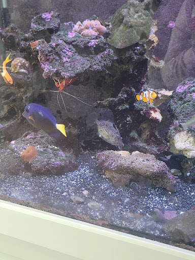 Tropical Fish Store «The Fish Store», reviews and photos, 2050 Chamblee Tucker Rd, Chamblee, GA 30341, USA