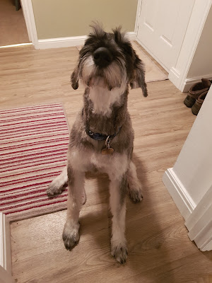 Shaggy Chic Grooming Boutique