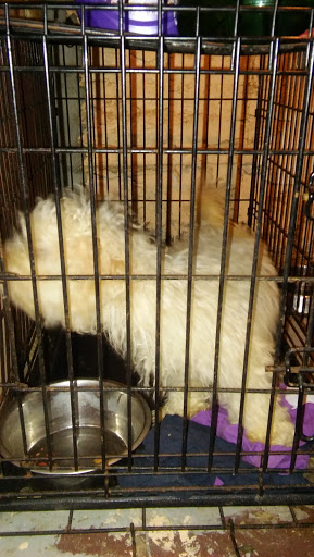 Park «Kosciuszko Park», reviews and photos, 2732 N Avers Ave, Chicago, IL 60647, USA