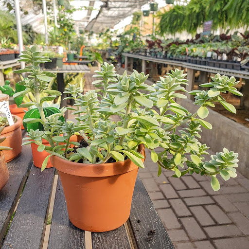 Plant Nursery «Goldner Walsh Garden and Home», reviews and photos, 559 Orchard Lake Rd, Pontiac, MI 48341, USA