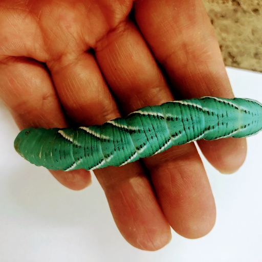 Pet Store «34 Pet Shop», reviews and photos, 3434 W Slauson Ave, Los Angeles, CA 90043, USA